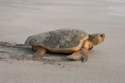 turtle nesting